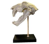 Modello di Organo Umano, Modello di Teschio di Tigre dai Denti a sciabola - Modello di Teschio di Tigre dai Denti a sciabola - Modello di Teschio di Smilodon Fatalis Reale per l'i