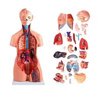 Modello di Organo Umano, Modello di Torso Bisessuale, 40 Parti Separabili, Pittura Avanzata, per La Ricerca Educativa Universitaria