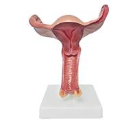 Modello di Organo Umano, Modello di Utero Femminile - Modello di visualizzazione della Struttura genitale Femminile - Modello di organi Umani Modello di Utero