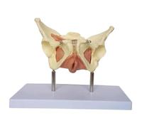 Modello di organo umano Modello di utero pelvico femminile Modello di anatomia dell'utero Modello di organi umani rimovibili for la pianificazione familiare e la medicina Spiegazione didattica
