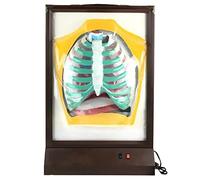 Modello di Organo Umano, Modello Elettrico Umano - Modello polmonare - Modello Biologico didattico