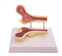 Modello di organo umano, modello patologico della colonna lombare, modello anatomico delle ossa della gamba umana, esemplare di colonna vertebrale tagliato for studenti di medicina(B)