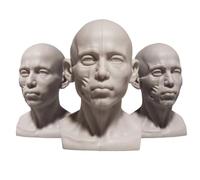 Modello di Organo Umano, Muscolo Umano e Modello Reale a Doppia Faccia, Anatomia del Cranio Piccolo, per SS