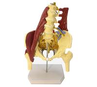 Modello di osso della colonna vertebrale lombare umana, modello del bacino femminile, modello della colonna vertebrale del bacino della scienza medica, con muscolo, per ricerca medica e pratica