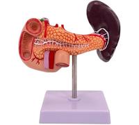 Modello di pancreas e milza Modello anatomico del fegato a grandezza naturale Con logo digitale e base Modello anatomico del duodeno for l'educazione all'anatomia e alla fisiologia umana