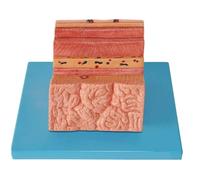 Modello di parete dello stomaco umano, replica anatomica del corpo umano in materiale PVC, modello anatomico gastrico, modello di ingrandimento della parete dello stomaco