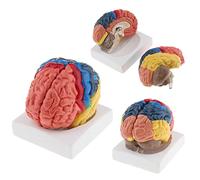 Modello di PARTIZIONE Funzionale del Cervello A GRANDEZZA Vitale Modello anatomico del Cervello Umano Modello di insegna