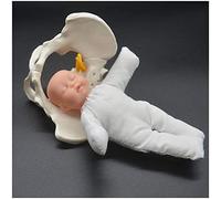 Modello di Parto del Bacino Femminile, Modello educativo 3D per Il Parto Piccolo Set Strumenti anatomici per la Nascita del Bambino per la visualizzazione dello Studio Insegnare agli Student