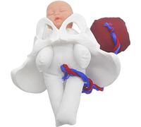 Modello di parto del bacino femminile - Modello mini bacino femminile e bambino - Simulatore di feto/cordone ombelicale/placenta-parto Modello del bacino femminile e del bambino per l'insegnamento