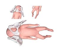 Modello di Parto del Pelvino Femminile,Modello di Parto del Pelvino,Pelvino Femminile Modello di Parto,Modello di Parto con Sinfisi del Bambino E Pelvico-Pubblico per L'insegnamento