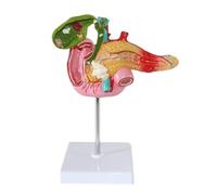 Modello di patologia del pancreas e del duodeno Modello scientifico anatomico di organo umano Modello di fegato Modello gastrointestinale for la formazione medica Ausilio medico
