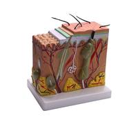 Modello di Pelle, 50X Struttura Della Pelle e Dei Capelli Ingrandisci Modello Modello Anatomico Anatomia per La Scienza Aula Studio Display