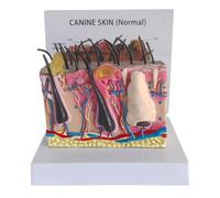 Modello di pelle canina, modello anatomico della pelle di cane malato, derma canino Pelle patologica dell'animale domestico Sussidi didattici, for dimostrazioni didattiche su animali
