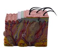 Modello di pelle, ingrandimento 35X e struttura dei capelli, modello anatomico per l'insegnamento e lo studio in aula di scienze