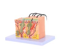 Modello di pelle: modello anatomico dettagliato della struttura degli strati