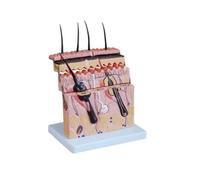 Modello di Pelle Struttura della Pelle Modello di ingrandimento Struttura gerarchica Anatomia Micro chirurgia plastica insegnamento Medicina estetica