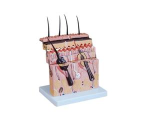 Modello di Pelle Struttura della Pelle Modello di ingrandimento Struttura gerarchica Anatomia Micro chirurgia plastica insegnamento Medicina estetica