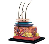 Modello di pelle umana 4D, Modello di studio della struttura del cuoio capelluto, Strumento didattico anatomico dei tessuti cutanei in 19 parti, Modello da assemblare