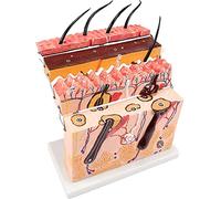 Modello di pelle umana - Modello anatomico allargato 70X per l'insegnamento | Modello anatomico della pelle umana per scopi educativi - Perfetto per la formazione medica e le lezioni di anatomia