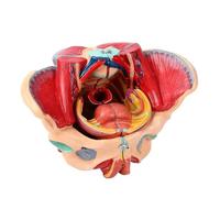 Modello di pelvi femminile, modello anatomico di pelvi femminile umana a grandezza naturale in 4 parti, organi rimovibili, muscoli del pavimento pelvico, perineo, vasi, nervi, apparato riproduttivo