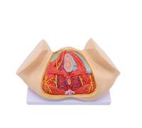 Modello di perineo femminile, modello anatomico del perineo femminile, modello di bacino femminile a grandezza naturale 1:1, modello di organi riproduttivi femminili, modello di anatomia ginecologica,