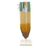 Modello di pianta Modello di anatomia vegetale Modello di profilo delle radici Modello educativo Modello di profilo delle radici delle piante for lo studio didattico della biologia