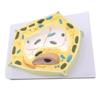 Modello di pianta Modello di cellula vegetale Ingrandimento 2000X anatomia microstrutturale della cellula vegetale Ausilio didattico for lo studio biologico Strumento didattico anatomico