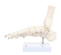 Modello di piede, modello di scheletro dell'osso del piede con caviglia, strumento didattico for l'anatomia delle ossa del piede e della podologia