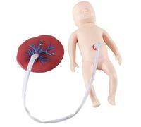 Modello di placenta del cordone ombelicale neonatale, manichino di neonato con cordone ombelicale e placenta, strumento didattico per ostetricia e ginecologia