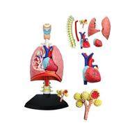 Modello di polmone del corpo umano - Modello anatomico del cuore e dei polmoni umani - 21 parti rimovibili