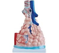 Modello di polmone, modello di ingrandimento alveolare di grandi dimensioni, modello anatomico ingrandito del polmone umano, modello anatomico in PVC, sistema respiratorio, modello del corpo