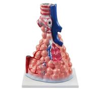 Modello di polmone respiratorio con zoom alveolare di grandi dimensioni, modello di anatomia polmonare umana, bronchi, modello alveolare, for l'insegnamento di anatomia e fisiologia