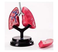 Modello di polmone staccabile, modello di anatomia di organi umani, anatomia della struttura polmonare dell'apparato respiratorio umano, for studenti da imparare e mostrare