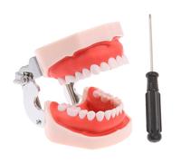 Modello di Pratica dei Denti per La Preparazione dei Denti, Modello di Pratica Intercambiabile con Denti Rimovibili da 28 Pezzi