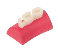 Modello di Pratica per Canale Radicolare, Simulazione Dentale | Plastico, Riutilizzabile e Facile da Pulire, per Studenti e Cliniche, Supporto All'apprendimento e All'esercizio