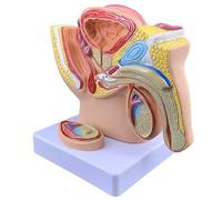 Modello di prostata del bacino maschile, modello anatomico del sistema riproduttivo maschile 1:2, materiale realistico in PVC per studio medico e insegnamento