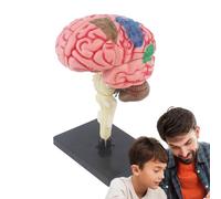 Modello di psicologia del cervello - Modello del cervello, insegnamento anatomia modello arteria cervello | Modello anatomico insegnamento Med modello con base di visualizzazione, identifica le
