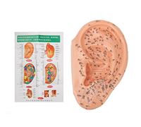 Modello di punti di agopuntura dell'orecchio in PVC da 40 cm con caratteri chiari per il massaggio professionale della zona dell'orecchio