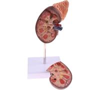 Modello di rene Anatomia del rene umano PVC Anatomia umana for l'apprendimento zonizzazione funzionale Strumento educativo Modello didattico for l'istruzione scientifica Visualizzazione