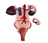 Modello di Rene di Cavallo e Urinario Modello di Rene di Cavallo e Struttura urinaria Anatomia Sussidi didattici per l'insegnamento Veterinario,Flesh,48cm