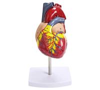Modello di replica del cuore umano, cuore anatomicamente accurato a grandezza naturale, 34 caratteristiche anatomiche per l'educazione cardiologica, montato su base espositiva