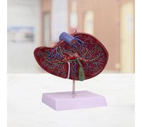 Modello di replica del fegato umano leggero per l'educazione dei