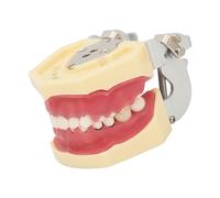 Modello di Resina Demonstrativo Dentiario per lo Studio della Salute delle Gengive e dei Denti