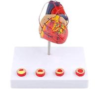 Modello di ricerca del modello di cuore a grandezza naturale - Modello anatomico di organo - Modello anatomico del cuore - Modello anatomico umano basato sul cuore Modello di cuore Modello