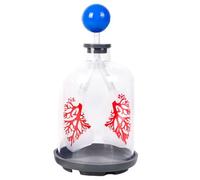 Modello di scambio polmonare umano sovradimensionato che dimostra il movimento del diaframma per l'educazione respiratoria nel modello polmonare di uso della classe