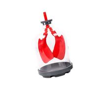 Modello di scambio polmonare umano sovradimensionato che dimostra il movimento del diaframma per l'educazione respiratoria nel modello respiratorio di uso della classe