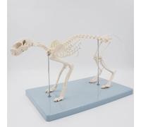 Modello di Scheletro Animale a Grandezza Naturale con Supporto, Anatomia Completa delle Ossa per Insegnamento e Dimostrazione Veterinaria