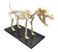 Modello di scheletro canino - Esposizione anatomica per cani a grandezza | Modello di scheletro canino a grandezza naturale - Display anatomico dettagliato del cane per istruzione e addestramento