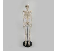 Modello Di Scheletro Da 85 Cm Per Sussidi Didattici, Studio, Anatomia, Base Nera