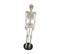 Modello Di Scheletro Da 85 Cm Per Sussidi Didattici, Studio, Anatomia, Base Nera